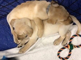 Two light-colored puppies are cuddled up together, sleeping in a crate on a white blanket. A colorful rope toy is nearby.