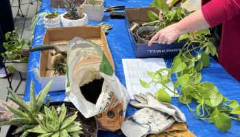Two People Repot Plants At A Table Covered With A Blue Tarp. Various Potted Plants, Soil Bags, Gloves, And Gardening Tools Are Scattered Across The Table. One Person Is Holding A Leafy Plant, And Dirt Is Visible On The Tarp.