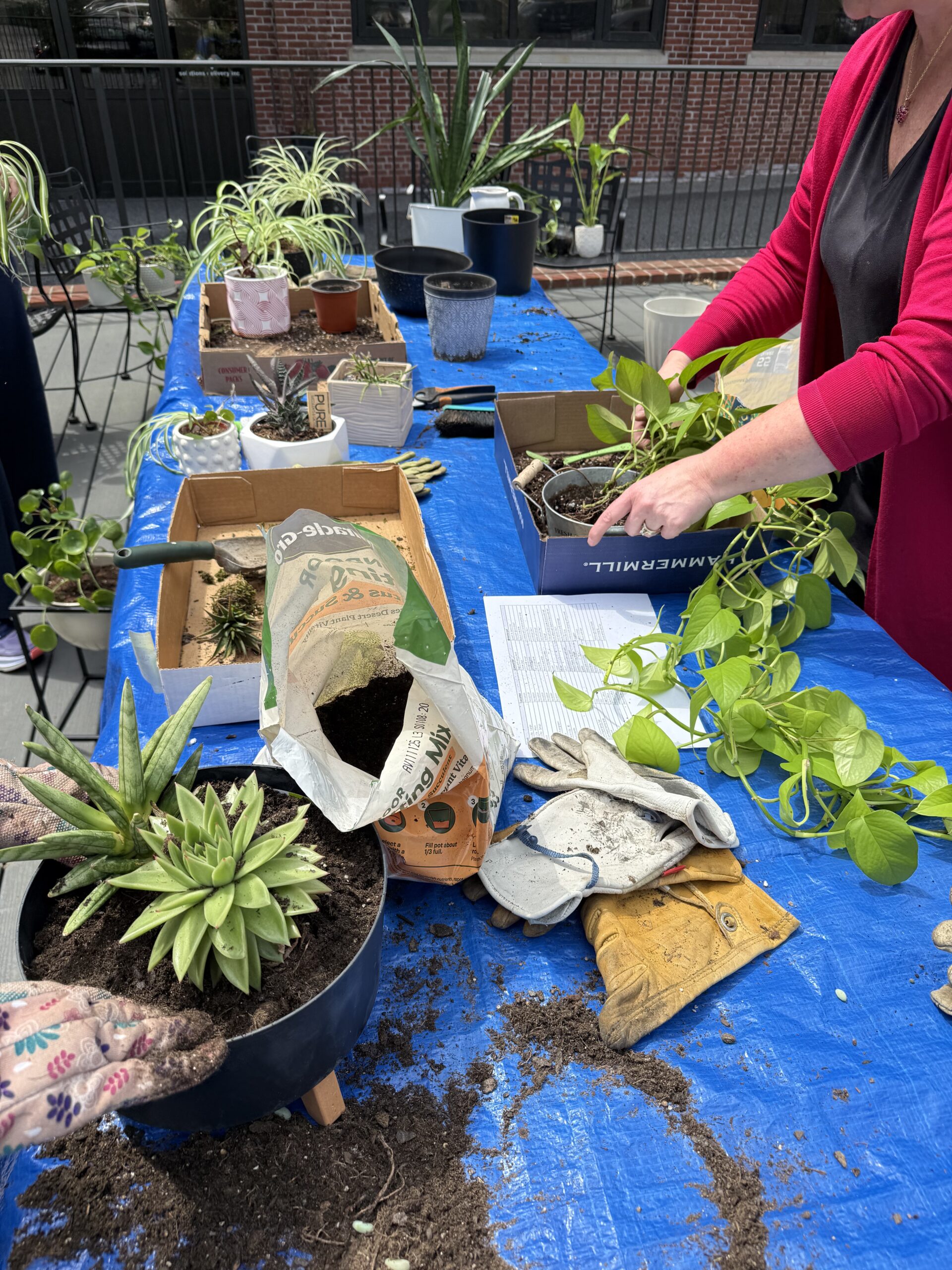 Two people repot plants at a table covered with a blue tarp. Various potted plants, soil bags, gloves, and gardening tools are scattered across the table. One person is holding a leafy plant, and dirt is visible on the tarp.